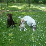 ayden, jules en fedor op de hondeschool