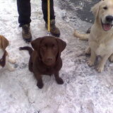 jules, ayden en zuby op de kerstwandeling