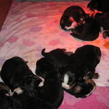 De puppies onder de warmtelamp.