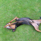 Foto van Marleen , Blacky & Justy