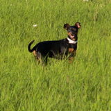Lina in het veld (vakantie)