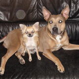 ons 2bandieten :p Luna=Staf GuCci=Chihuahua