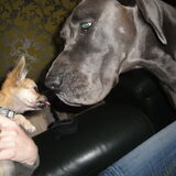guccike met hyca de duitse dog :)