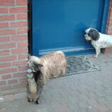 Ff knuffelen met tijgertje. En dan samen naar binnen.