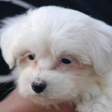 Lola is hier acht weken, en wordt net wakker uit haar slaapje. Ze weegt…