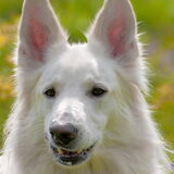 Foto van Hetty & Skipper