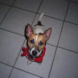 Mijn ondeugende Jack Russel