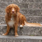 Foto van Priscilla