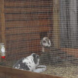 Foto van liesbeth,Turbo,Luna, Levi en Faith