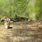 Eifel, Duitsland, april 2011