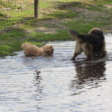 Foto van liesbeth,Turbo,Luna, Levi en Faith