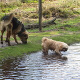 Foto van liesbeth,Turbo,Luna, Levi en Faith