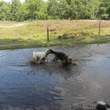 Foto van liesbeth,Turbo,Luna, Levi en Faith