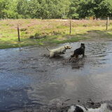 Foto van liesbeth,Turbo,Luna, Levi en Faith