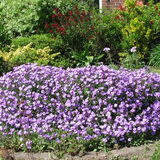 mijn tuin 20april