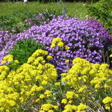 mijn tuin 20april