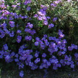 mijn tuin 20april