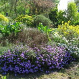 mijn tuin 20april Bloembak.