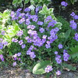 mijn tuin 23april