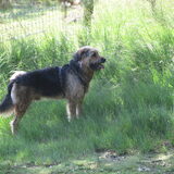 Foto van liesbeth,Turbo,Luna, Levi en Faith