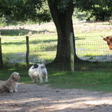 Foto van liesbeth,Turbo,Luna, Levi en Faith