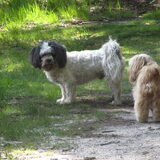 Foto van liesbeth,Turbo,Luna, Levi en Faith