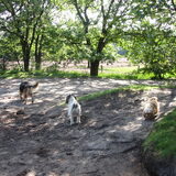 Foto van liesbeth,Turbo,Luna, Levi en Faith