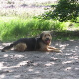 Foto van liesbeth,Turbo,Luna, Levi en Faith