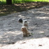 Foto van liesbeth,Turbo,Luna, Levi en Faith