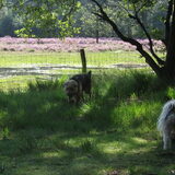 Foto van liesbeth,Turbo,Luna, Levi en Faith