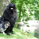 Foto van jasmijn