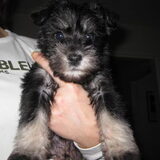 Ozzy als pup