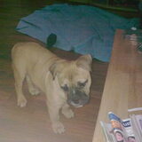 bommel 3 maanden