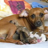 Foto van Happy Dogs