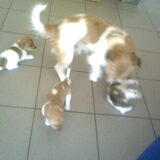 Spelen met papa