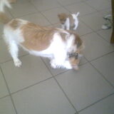 Spelen met papa
