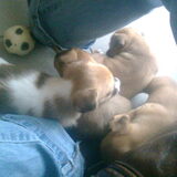 Rustig even in de zetel gaan zitten zat er met de pupjes niet in :-)…