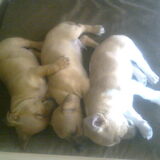 Foto van Happy Dogs