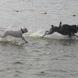 Proberen de border collie bij te houden :P