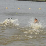 Zazou met een JR aan het racen