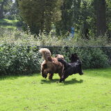 Foto van Inge, Rottweiler Nika & m'n Canadeesje(s)