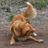 Foto van Priscilla