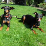 Foto van Marleen , Blacky & Justy