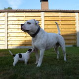 papa rocco met 1 van zijn pupjes "jerome"