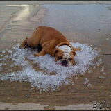 hete hond