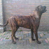 8 maanden