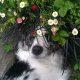 Tussen de bloemen