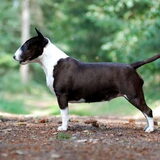 Multi Ch. Groovygirl of Velvet Spine aka Daantje Miniature Bull Terrier