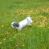 Foto van liesbeth,Turbo,Luna, Levi en Faith