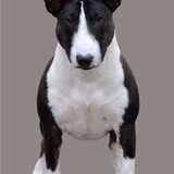 Multi Ch. Groovygirl of Velvet Spine aka Daantje Miniature Bull Terrier
